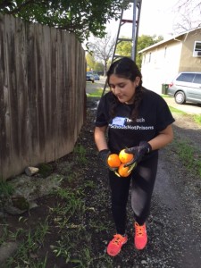 Brenda harvesting fruit with Harvest Sacramento where she met Megan Walsh, SSP's Director of Programs.